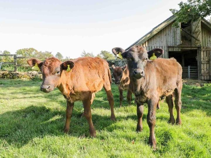 Pandy Farm - Waen Fechan Dolgellau Dış mekan fotoğraf