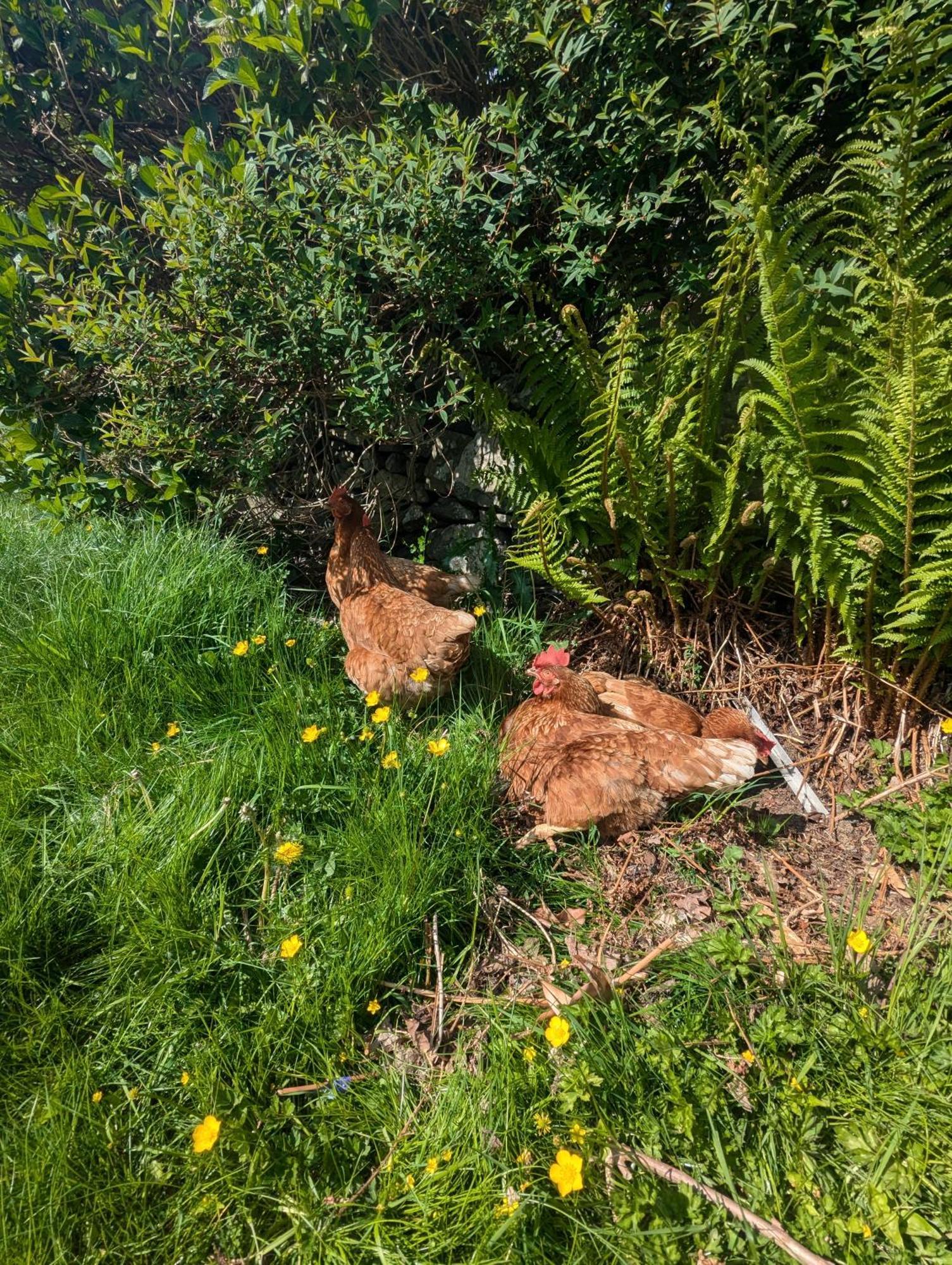 Pandy Farm - Waen Fechan Dolgellau Dış mekan fotoğraf