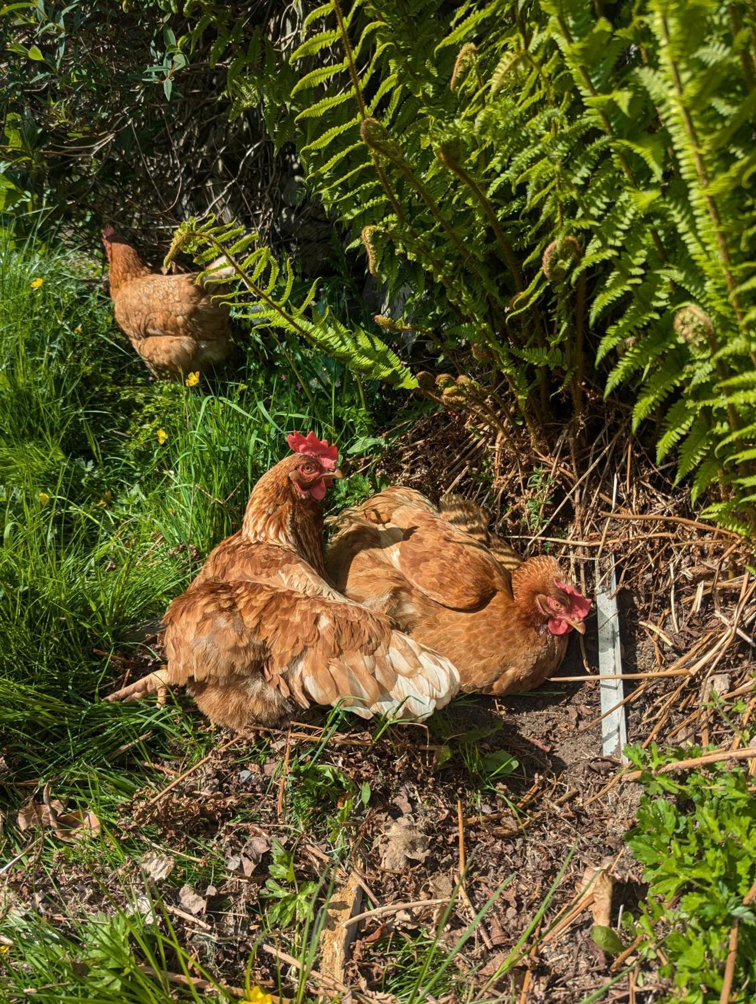 Pandy Farm - Waen Fechan Dolgellau Dış mekan fotoğraf